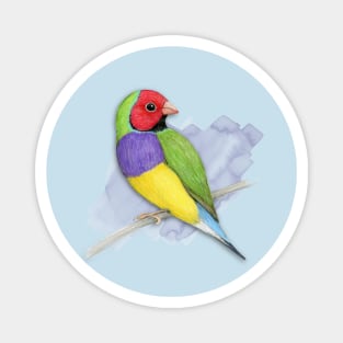 Gouldian finch colour pencil drawing Magnet